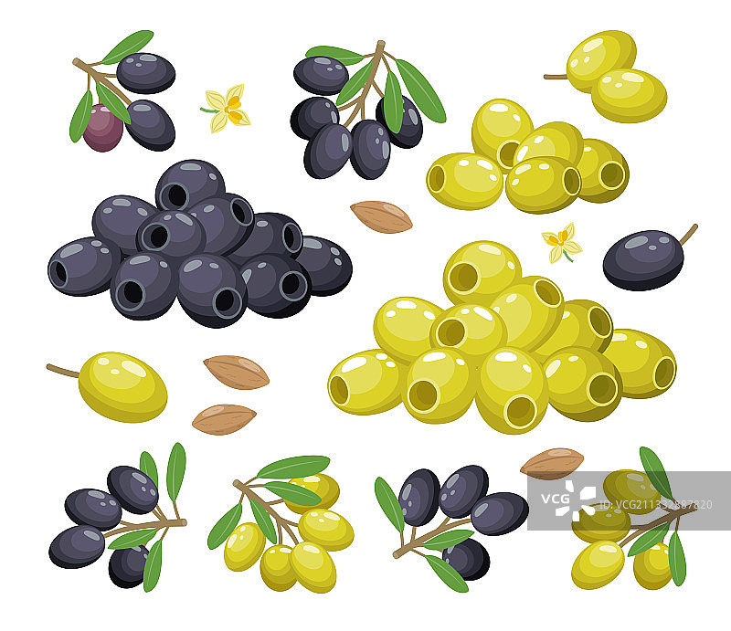 成组的绿色橄榄枝图片素材