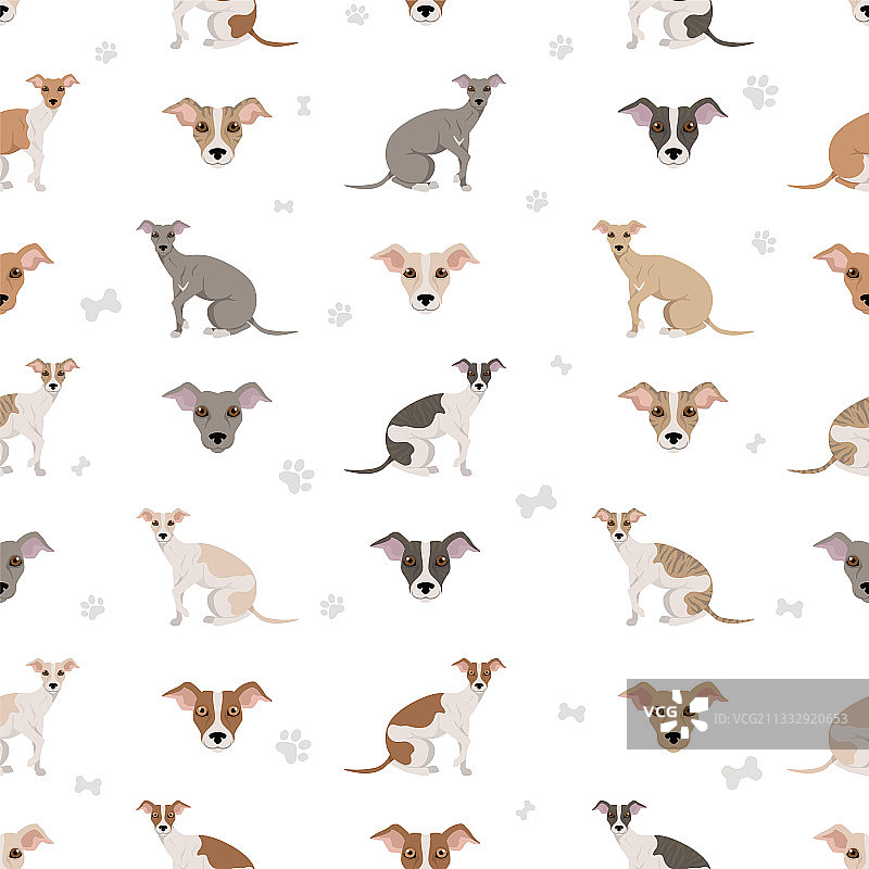 惠比特犬无缝图案（不同姿势和毛色）图片素材
