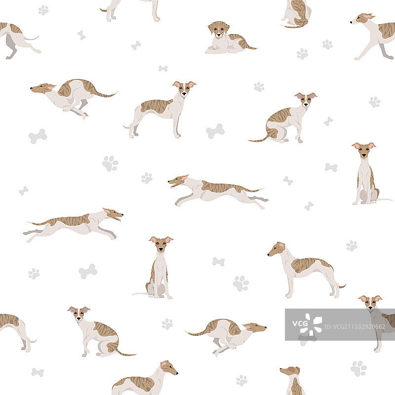 惠比特犬无缝图案（不同姿势和毛色）图片素材