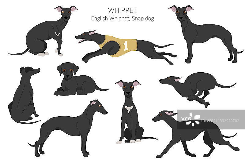 惠比特犬剪贴画，各种姿势和毛色图片素材