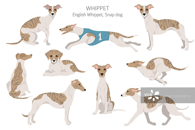 惠比特犬剪贴画，各种姿势和毛色图片素材