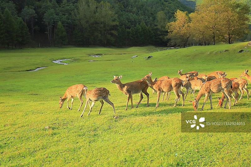 金鹿图片素材