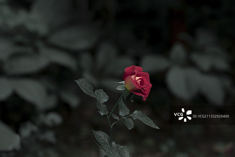 咏叹调•孤芳图片素材