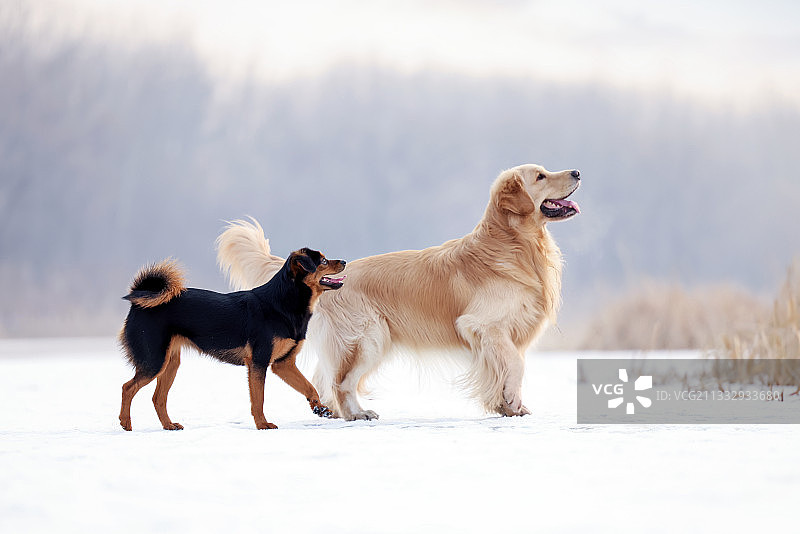 雪地上的金毛寻回犬和小狗图片素材