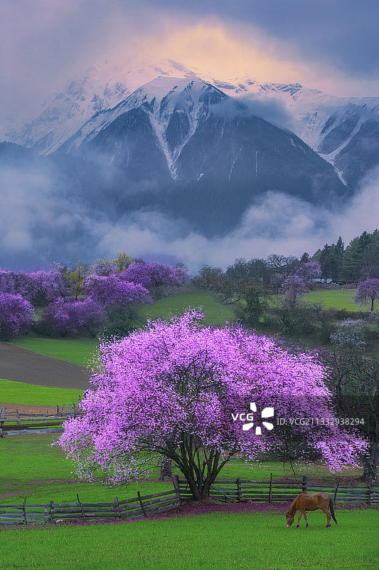 西藏春天桃花沟图片素材