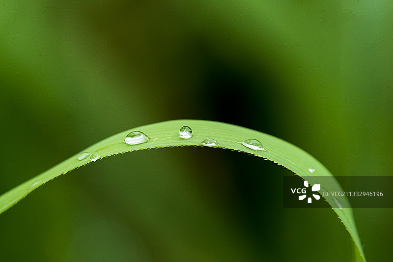 带露珠的粽叶（芦苇叶）reed leaf图片素材
