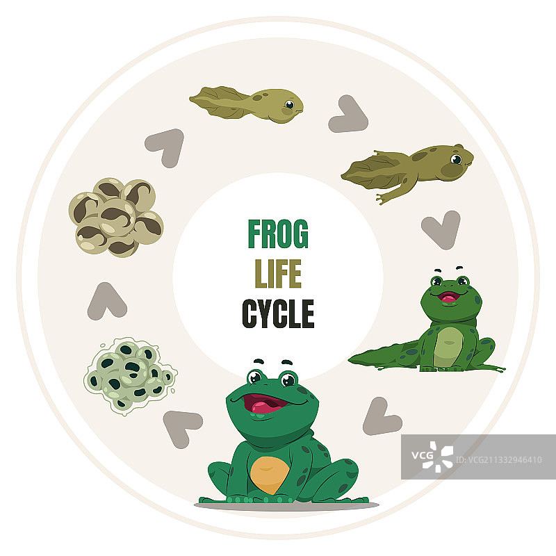蛙类的生命周期，两栖类的生长台阶循环往复图片素材