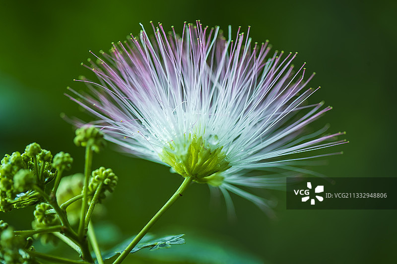 合欢花Albizia julibrissin图片素材