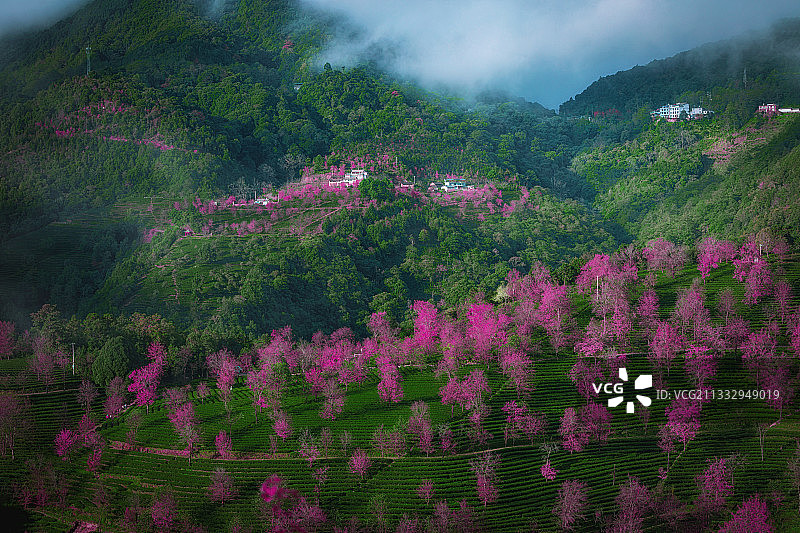 大理南涧无量山樱花谷图片素材