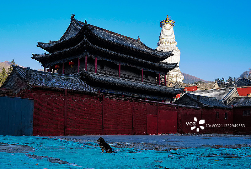 五台山的白塔，红色的围墙，一只小狗静静的凝视远方图片素材