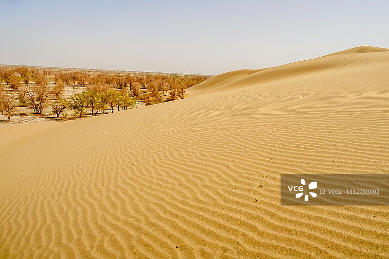 新疆塔里木河流域 沙漠胡杨林图片素材