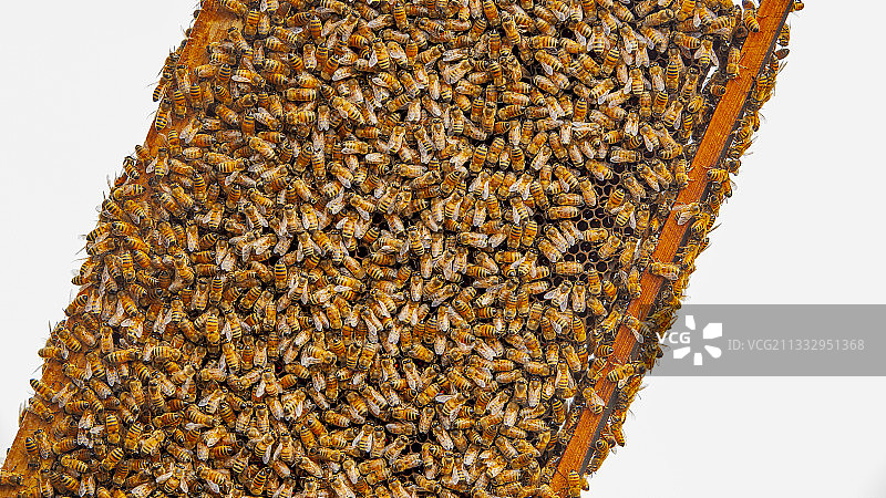 蜜蜂 蜂巢 采蜜图片素材