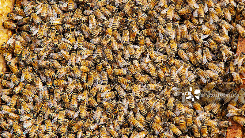 蜜蜂 蜂巢 采蜜图片素材