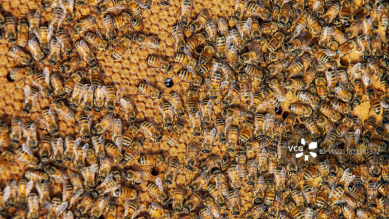 蜜蜂 蜂巢 采蜜图片素材