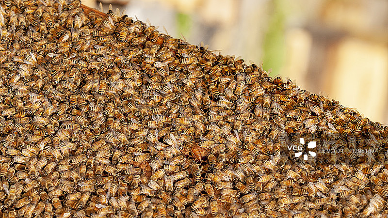 蜜蜂 蜂巢 采蜜图片素材