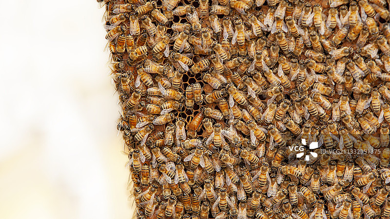 蜜蜂 蜂巢 采蜜图片素材