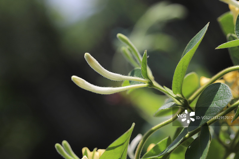 野生金银花图片素材