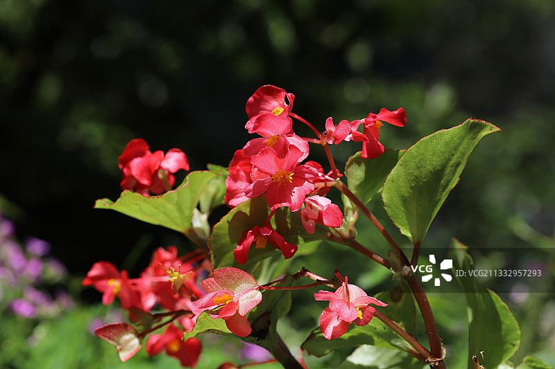 四季秋海棠图片素材