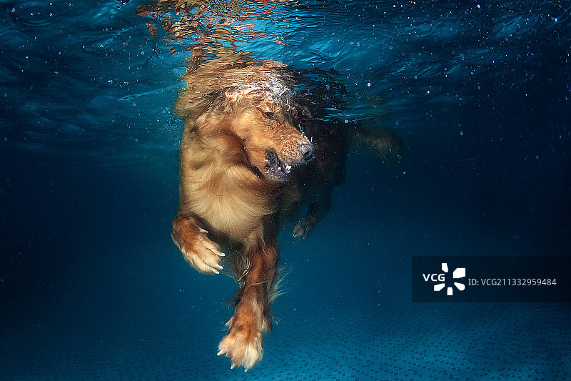游泳的金毛寻回猎犬图片素材
