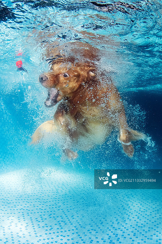 跳水的金毛寻回猎犬图片素材
