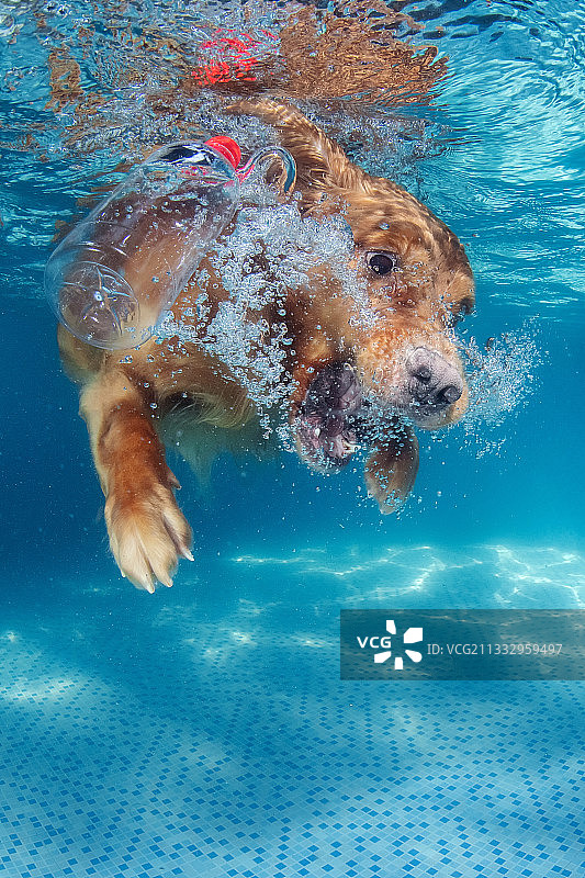 跳水的金毛寻回猎犬图片素材