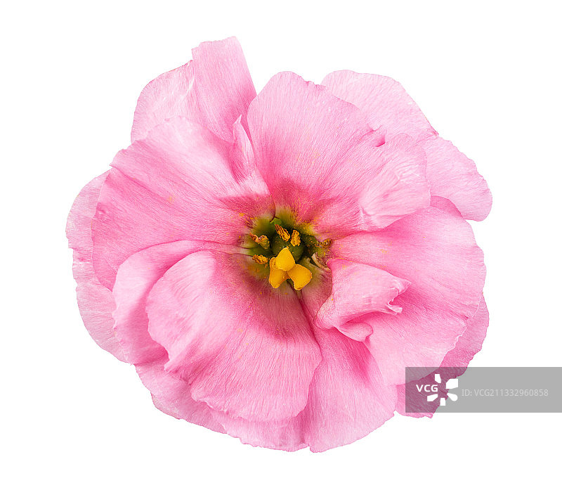 白背景上一朵鲜花洋桔梗图片素材