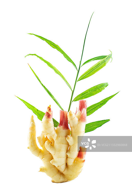 白背景上鲜嫩的生姜图片素材