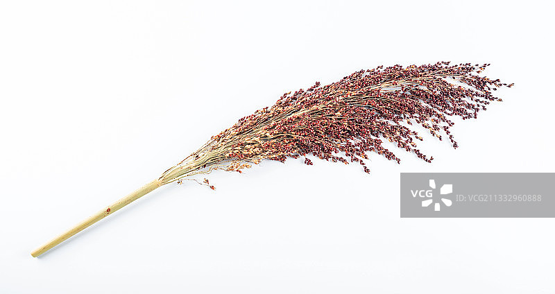 白色背景上的红色高粱穗图片素材