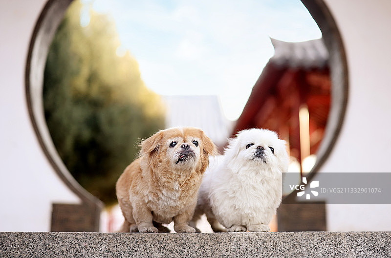 拱门前的京巴犬图片素材