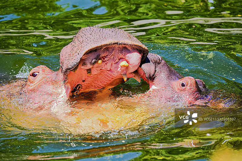 北京动物园在水中嬉戏的河马母子图片素材