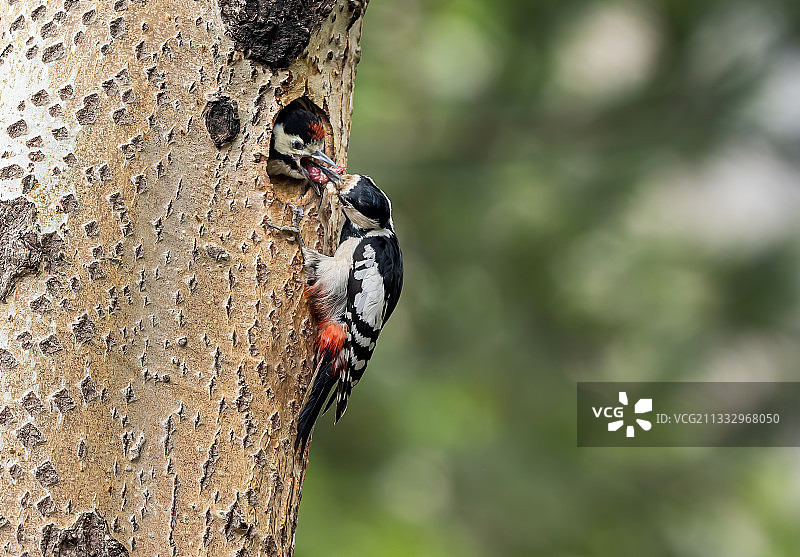 《育雏》图片素材