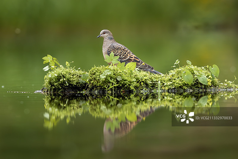 《斑鸠》图片素材