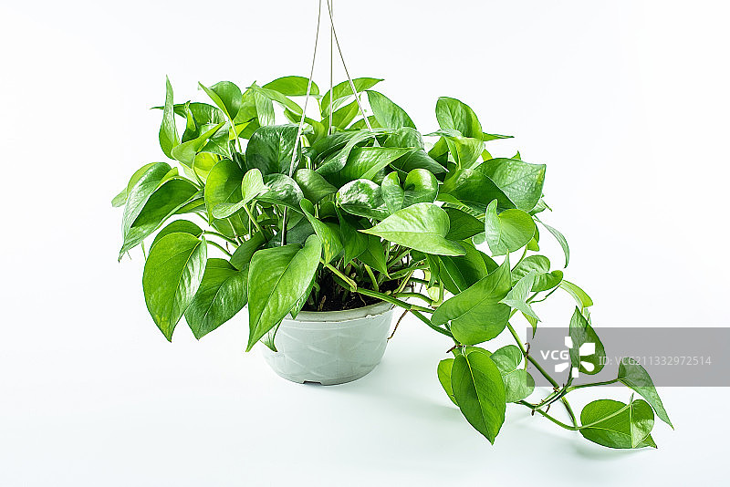 白背景上一盆翠绿的盆栽植物绿萝图片素材
