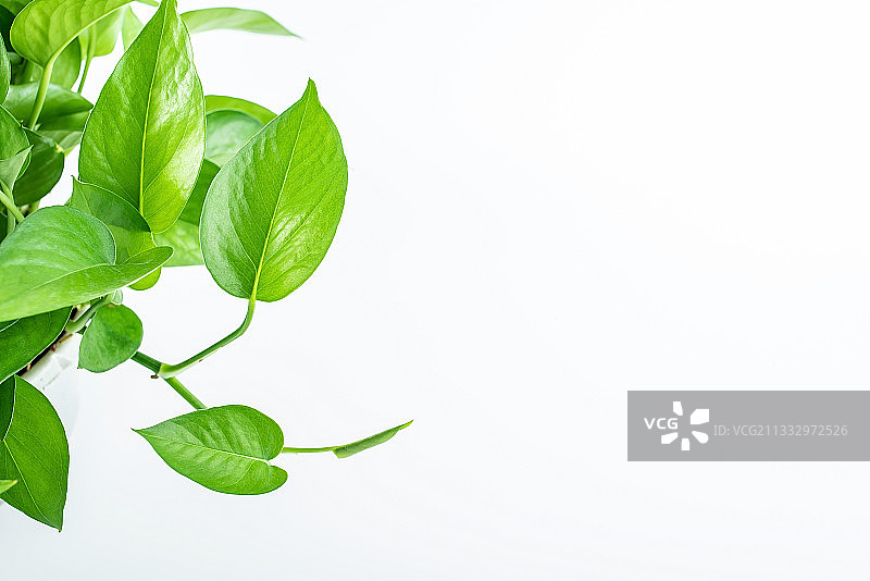 白背景上绿色藤本植物绿萝的叶子图片素材