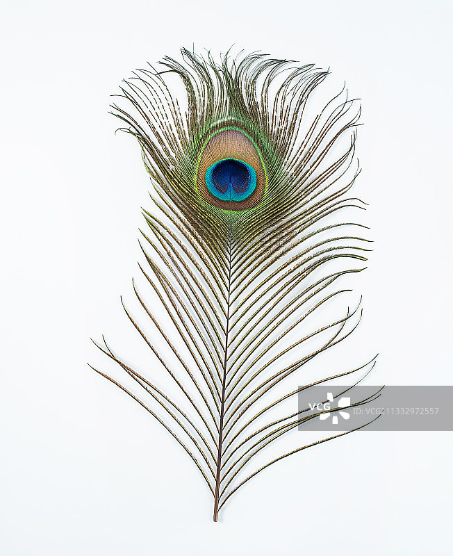 鲜艳美丽的孔雀羽毛图片素材