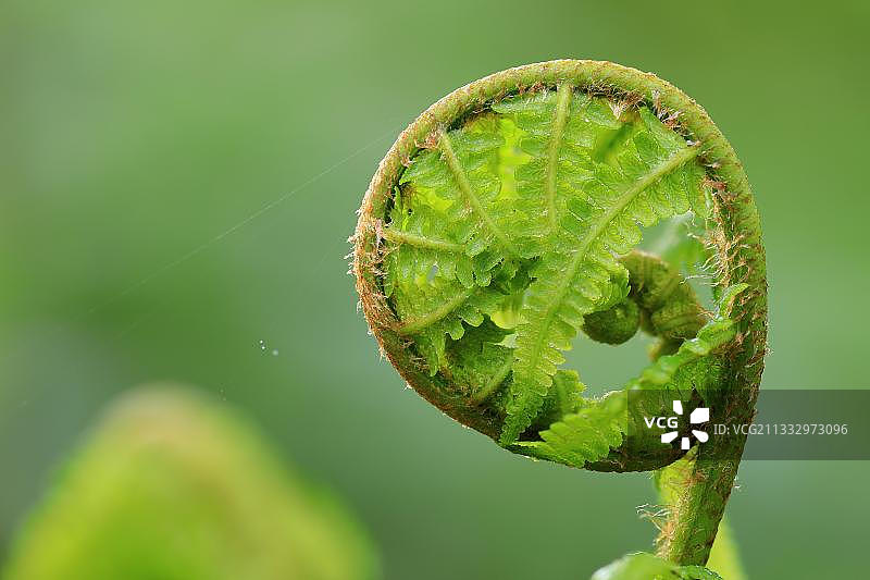雄性蕨类植物，德国巴登-符腾堡州图片素材