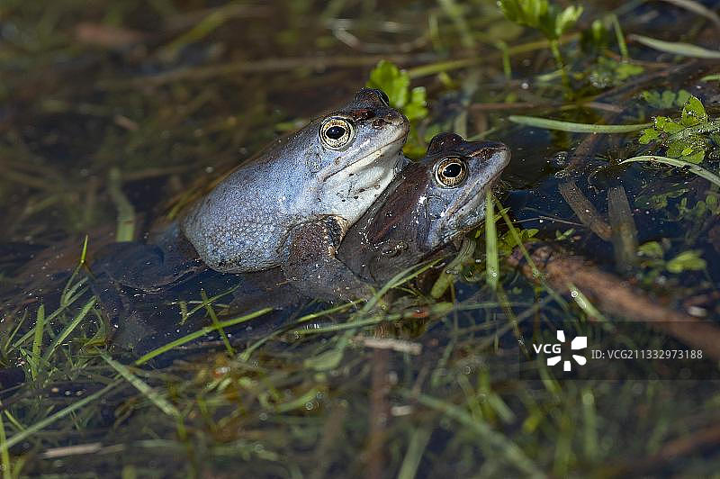 正在交配的普通棕蛙，雄性抱住雌性的背部，德国勃兰登堡州图片素材