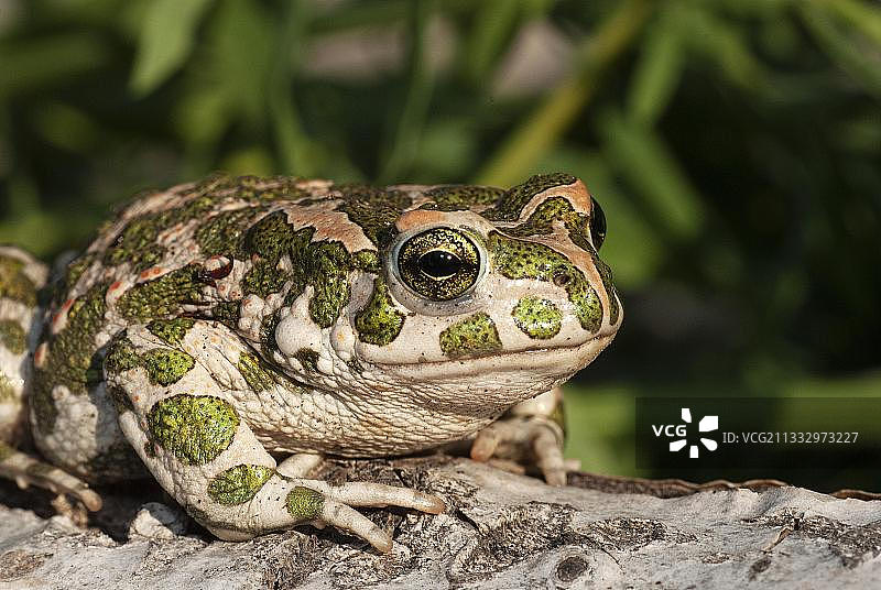 欧洲绿蟾蜍在岩石上晒太阳，保加利亚普列文附近图片素材
