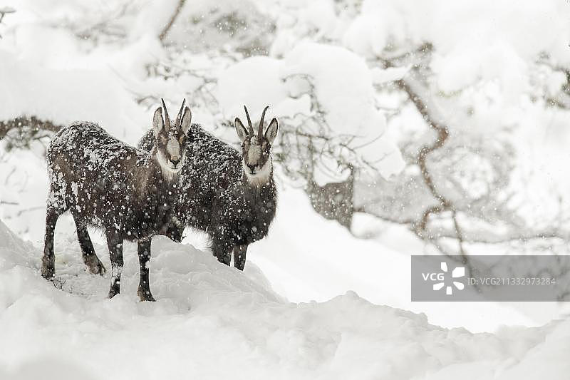 奥地利蒂罗尔的羚羊图片素材