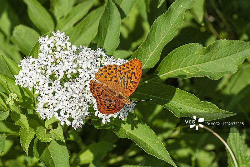 银洗蛱蝶吸食花蜜，近保加利亚Devetaki图片素材