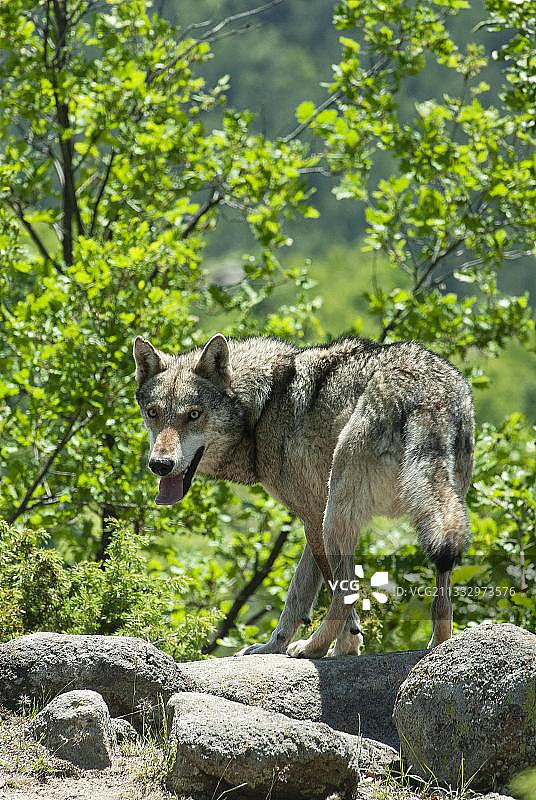 灰狼在狼圈中（保加利亚皮林山脉弗拉希附近）图片素材