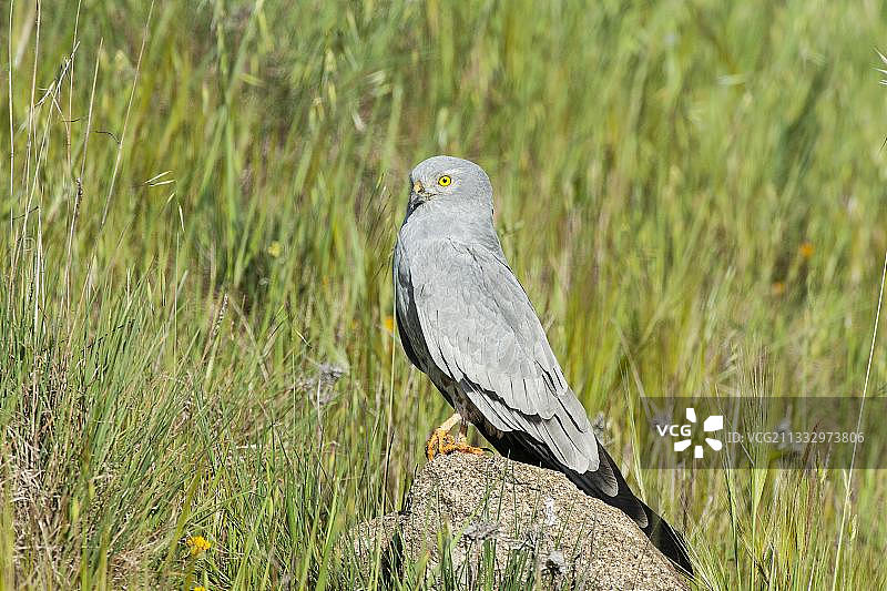 西班牙埃斯特雷马杜拉的白腰鹞（雄性）图片素材