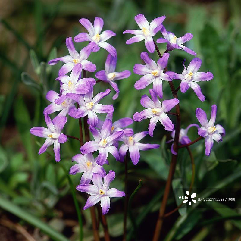 喜鹊蓝图片素材