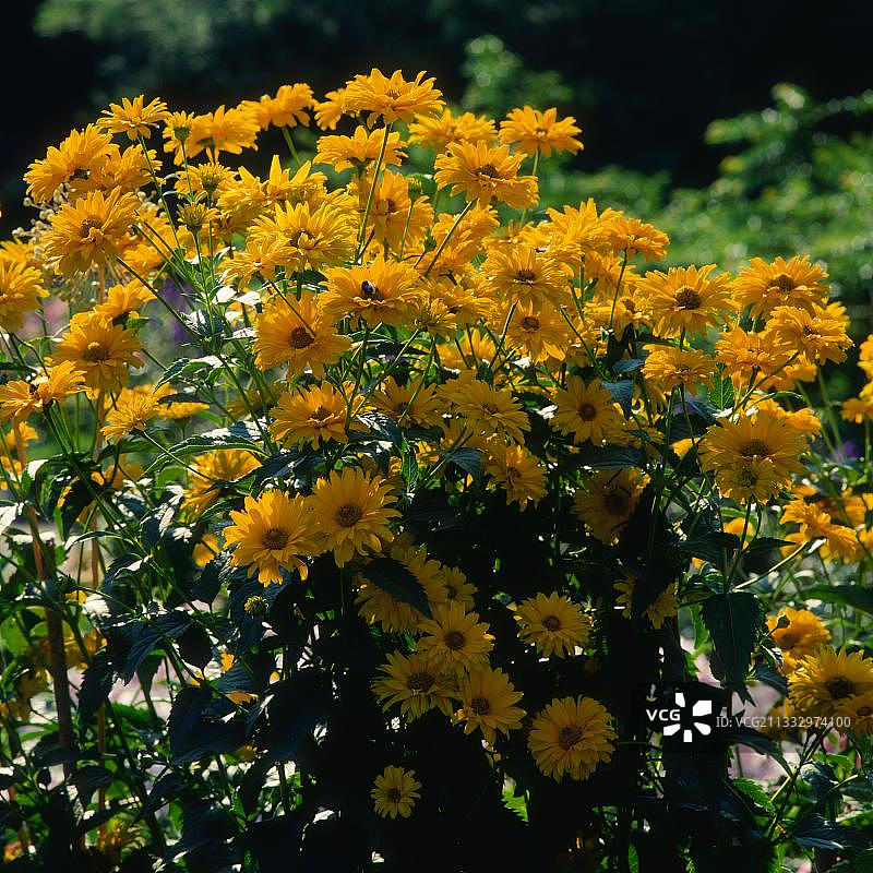 光滑的牛眼菊图片素材