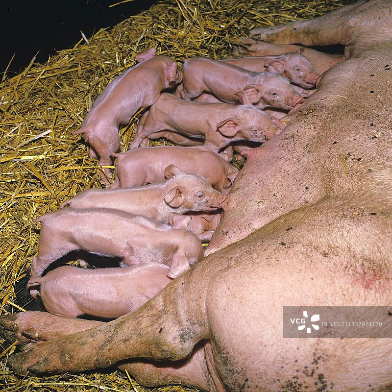 德国，小家猪图片素材