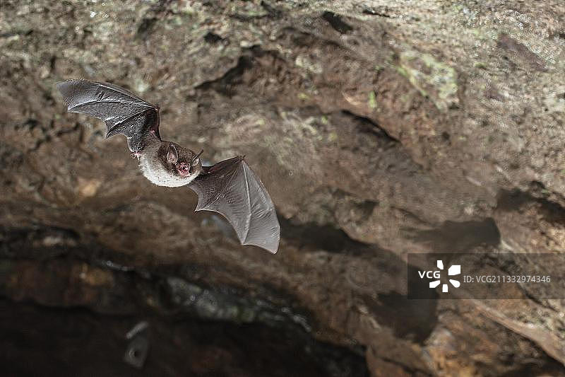 大蝠（学名：Myotis daubentonii）飞出夏季洞穴栖息地，下萨克森州，德国，欧洲图片素材