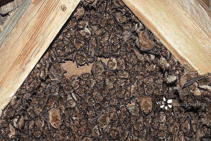 热氏鼠耳蝠，栖息在阁楼，夏季栖息地，克雷斯纳附近，保加利亚，欧洲图片素材