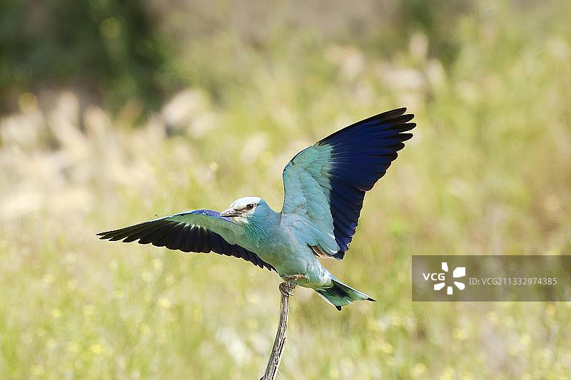 蓝胸佛法僧接近保加利亚普列文附近的栖息地图片素材