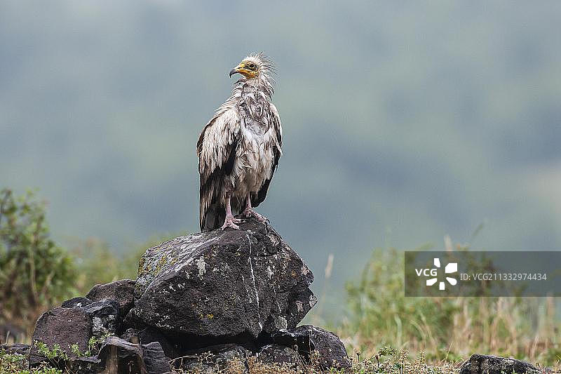 在保加利亚瓦尔奇多尔自然保护区卢德广场雨天飞行的埃及秃鹫图片素材