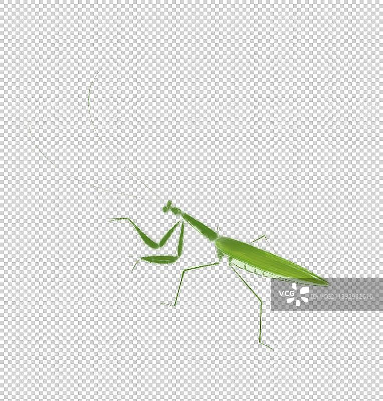 夏天水墨中国画素材樱桃维生素图片素材